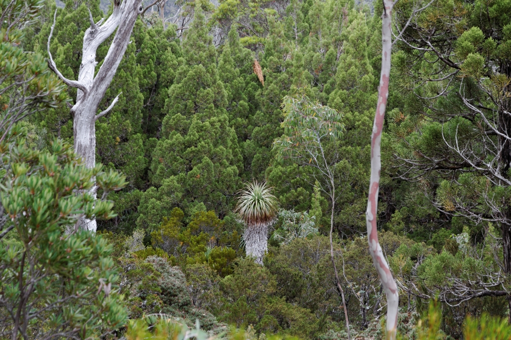 17 - Mt Field NP (10).jpg